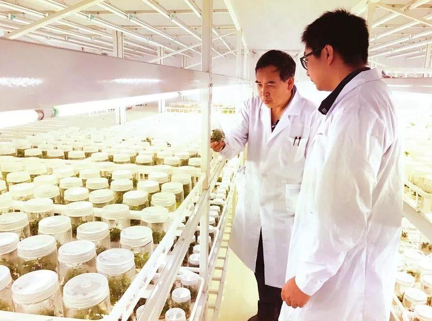 山西农谷巨鑫伟业农业科技开发有限公司的科研人员在育苗基地察看